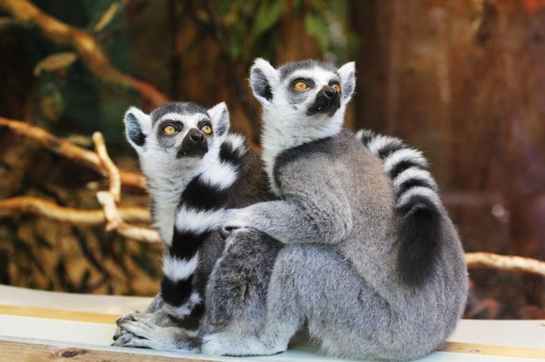 Lemurs The Mammal, Fauna of Madagascar, Lost Ancient Civilizations